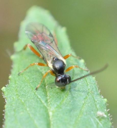 Réf. 243 413 : Campopleginae inconnu